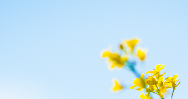 Alpha Bisabolol for Skin | Anti-Inflammatory, Anti-Irritant & Healing Properties