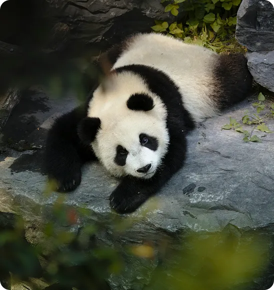 看大熊猫