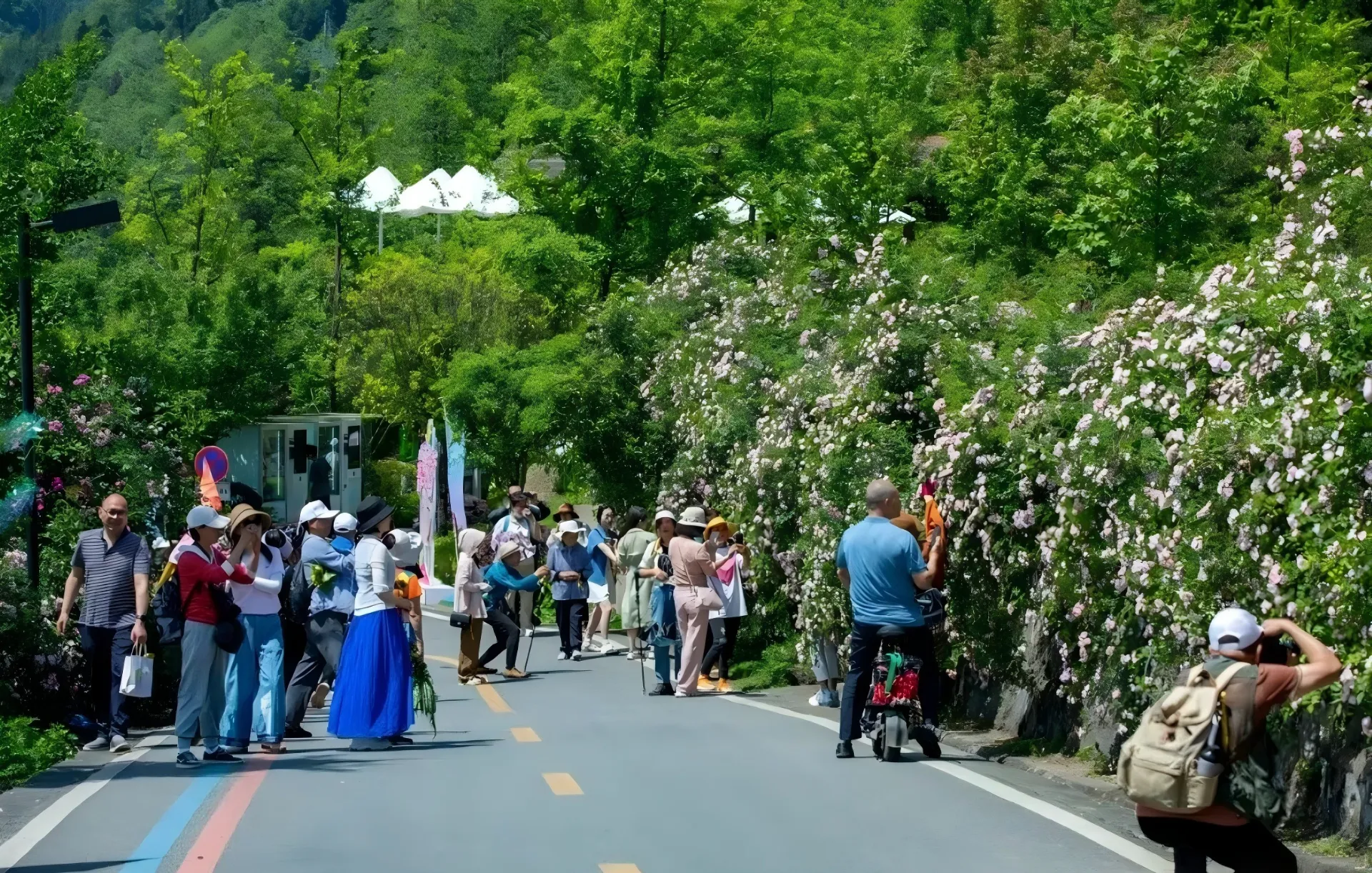 第11届宝山蔷薇花季
