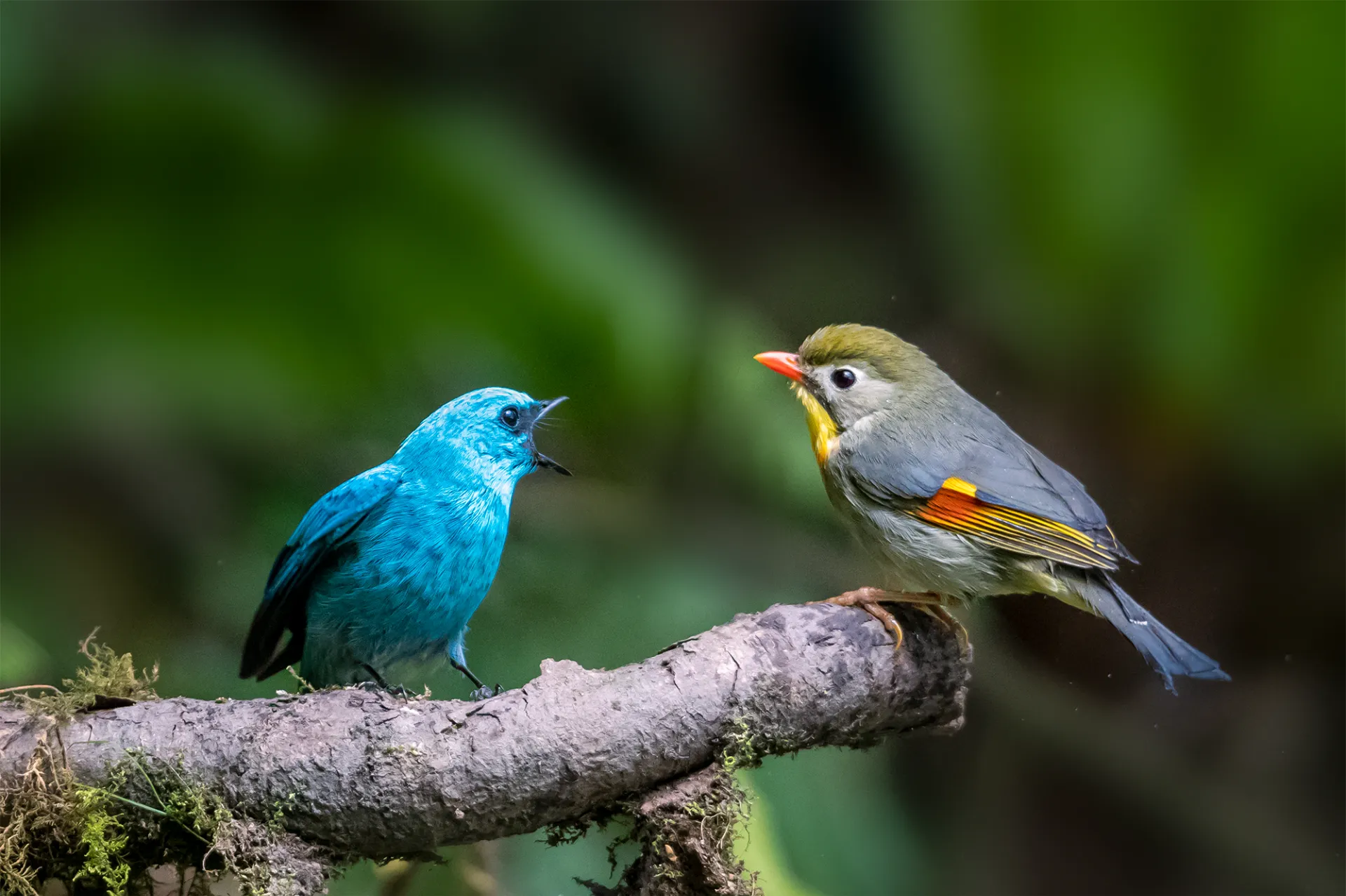 野生动物栖息地