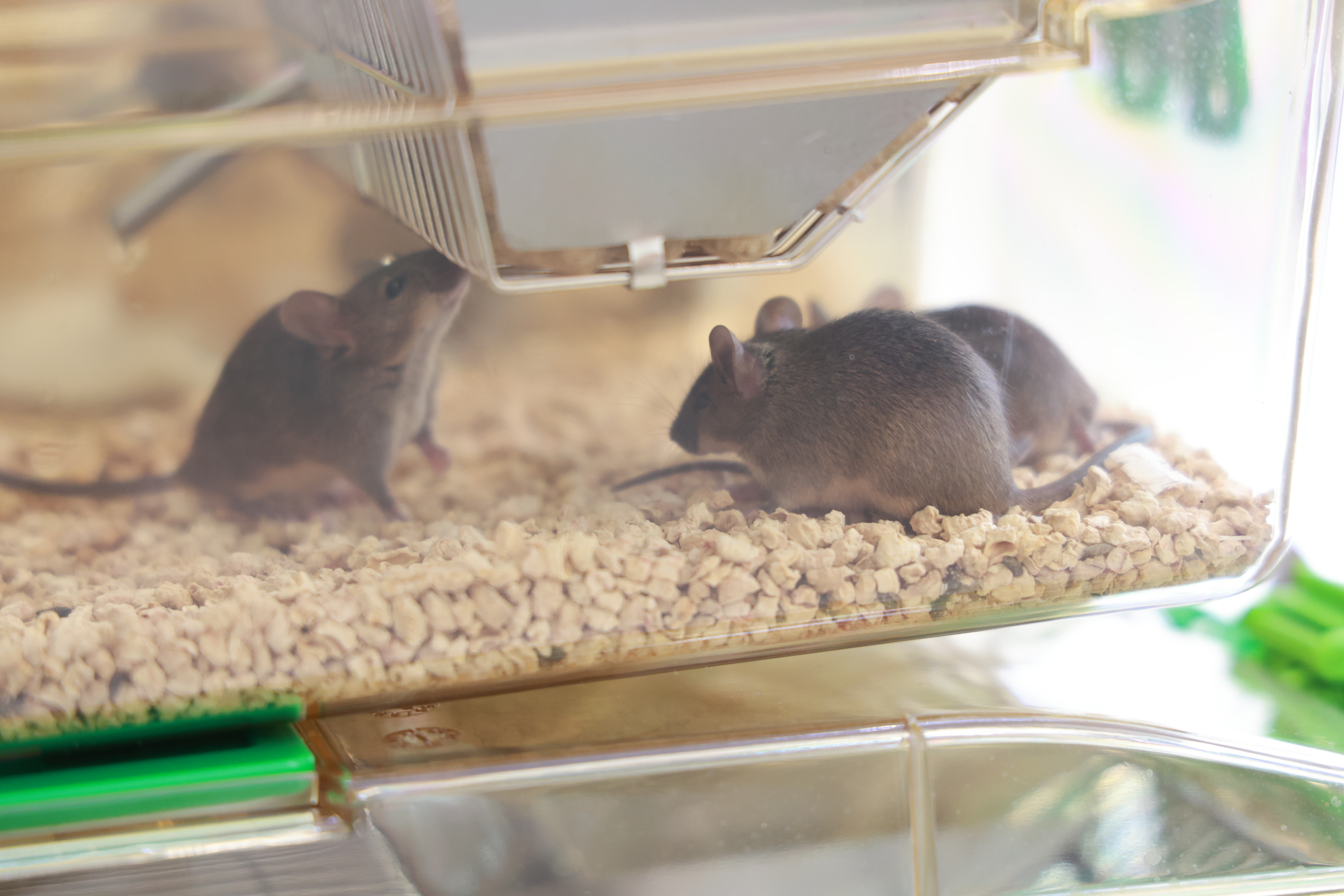 捐赠品系的优势