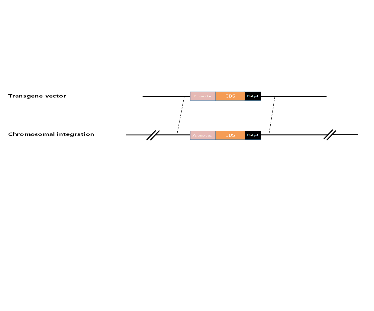 随机整合转基因小鼠（TG）