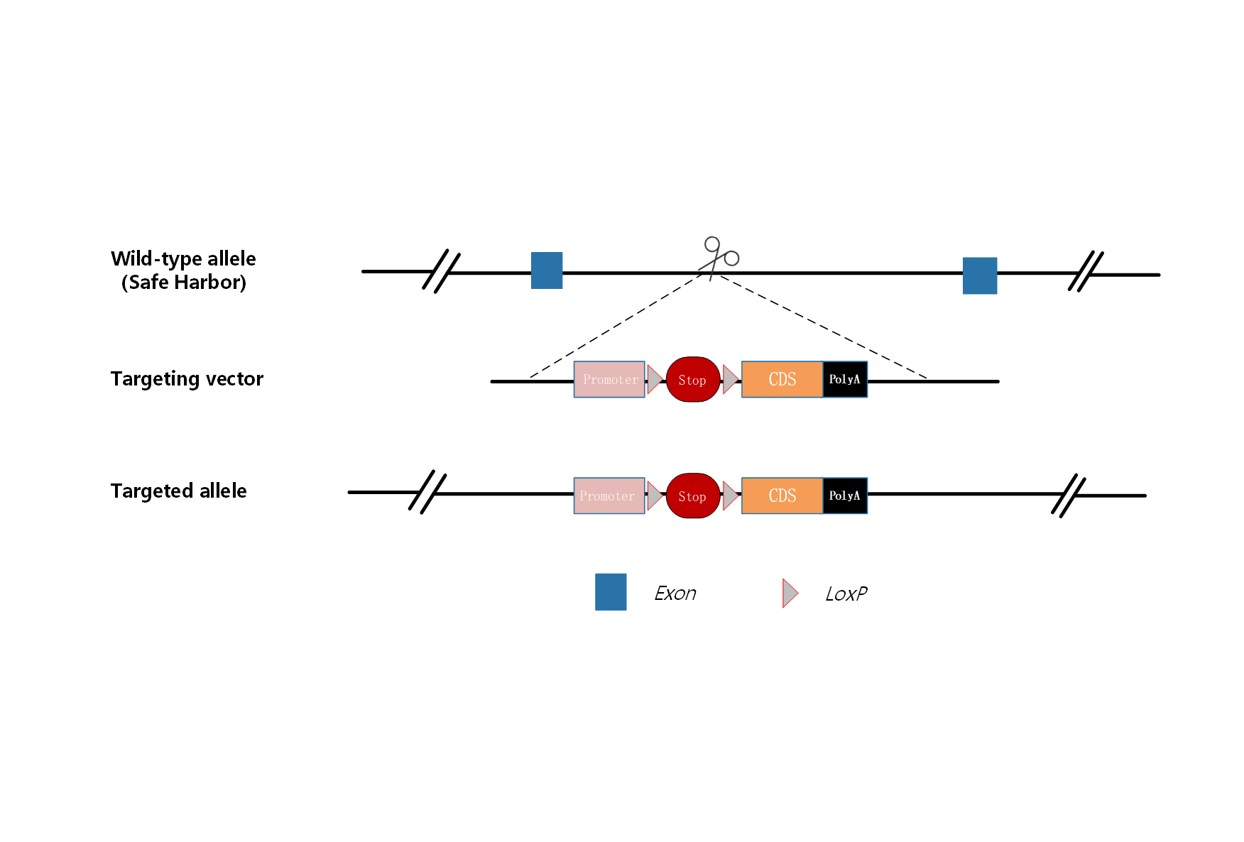 安全位点基因敲入