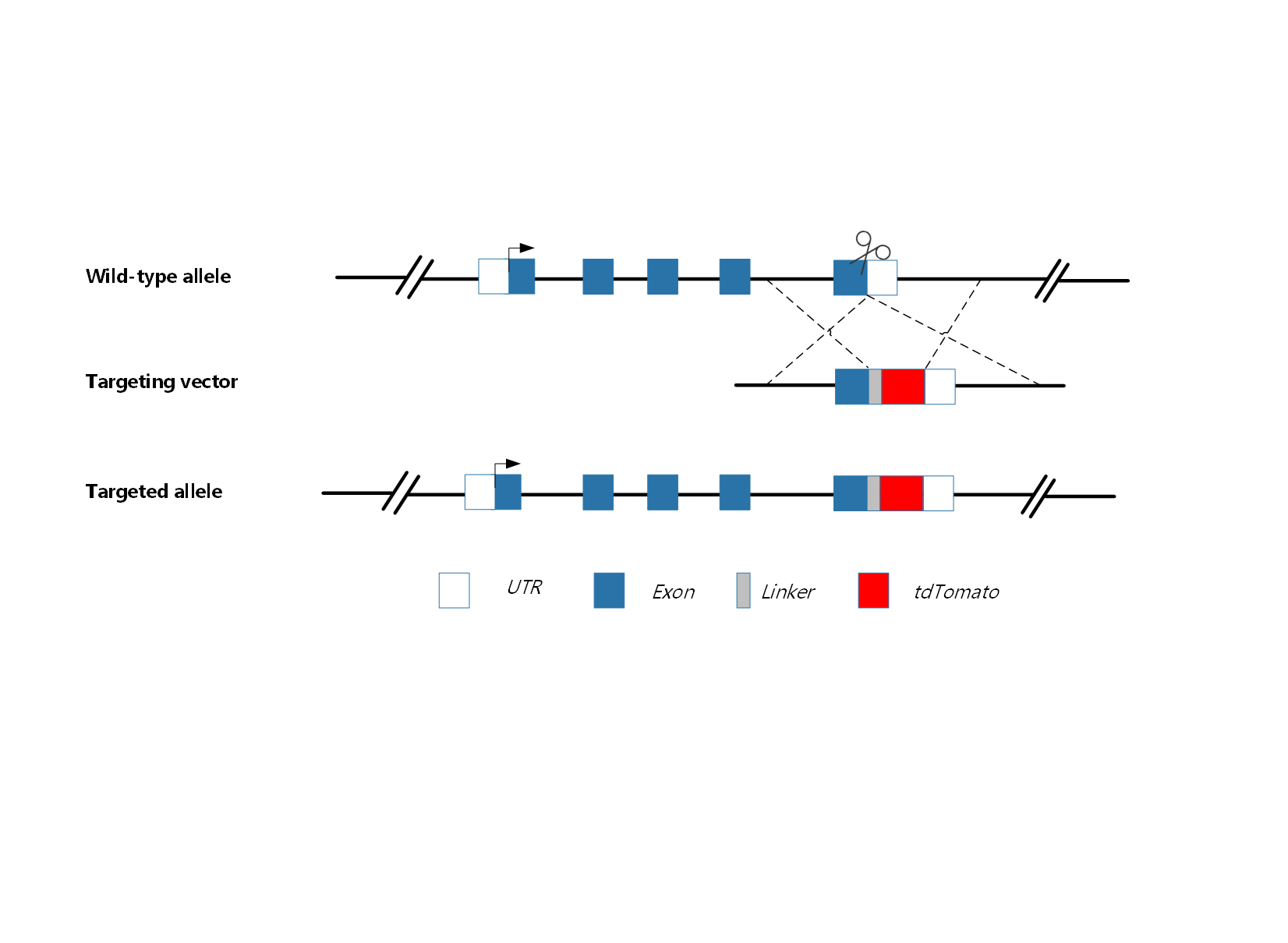 常规基因敲入小鼠