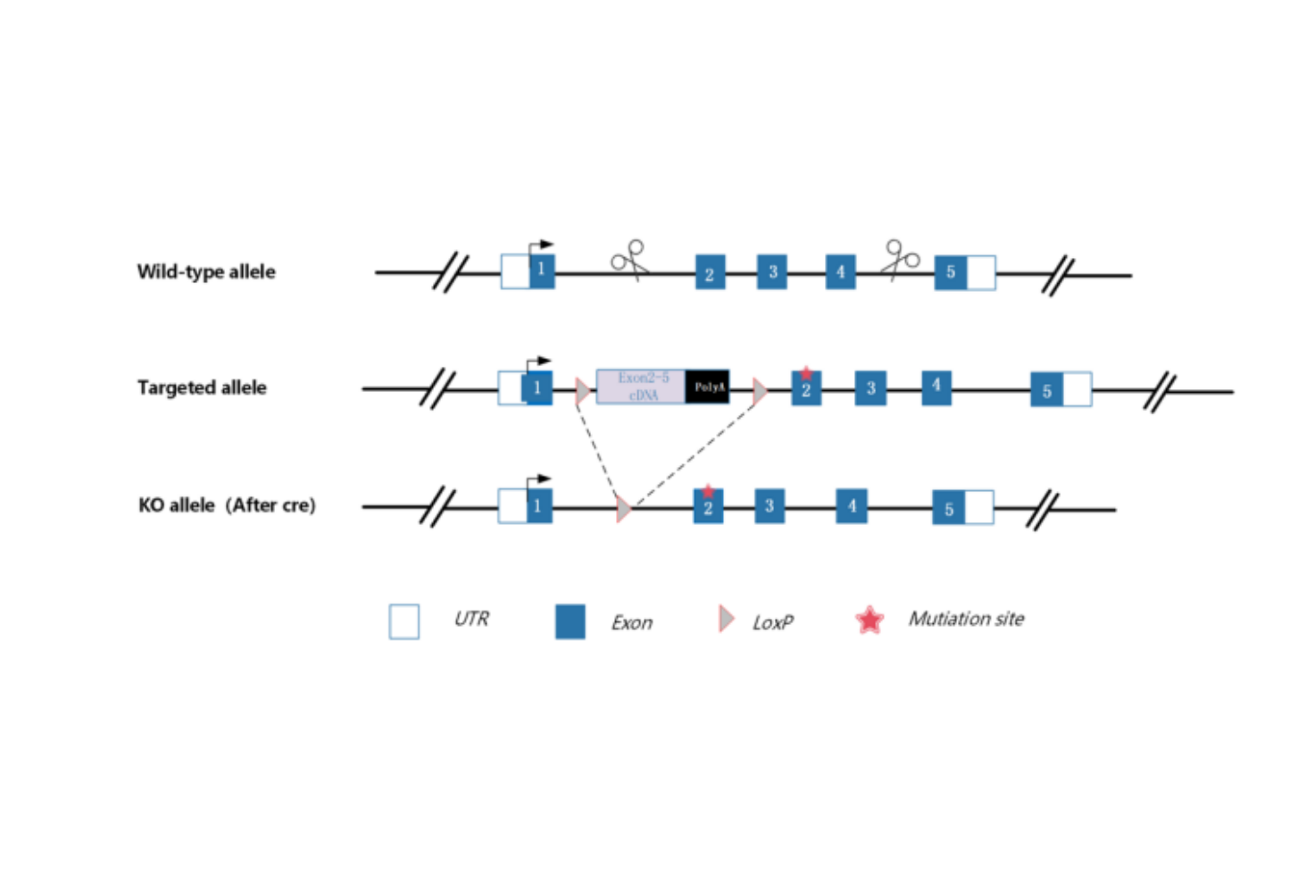条件性点突变小鼠