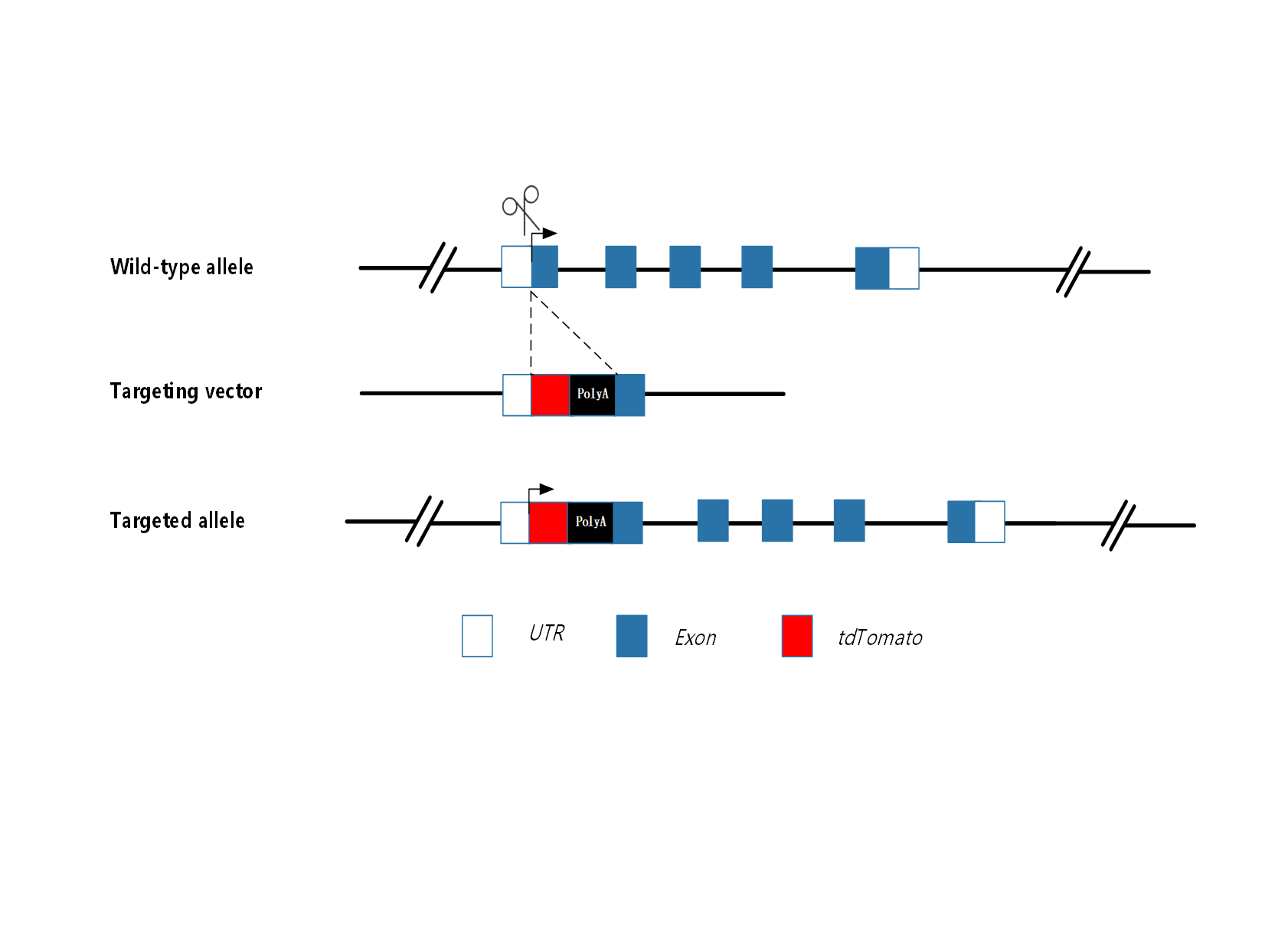 常规基因敲入小鼠