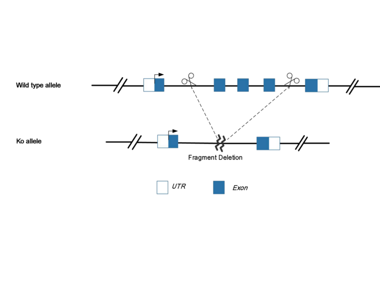 全身性基因敲除（Knockout，KO）