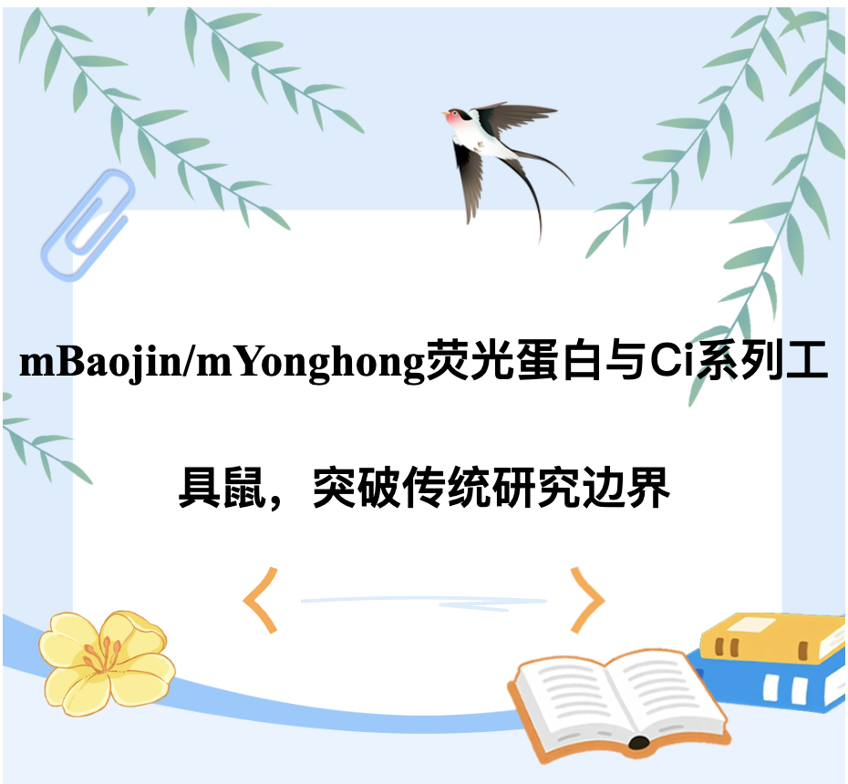 mBaojin/mYonghong荧光蛋白与Ci系列工具鼠，突破传统研究边界