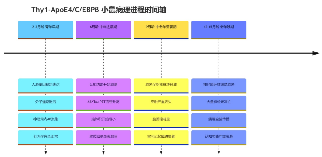 品系上新|全新散发性AD小鼠模型(ApoE4/C/EBPβ)解读