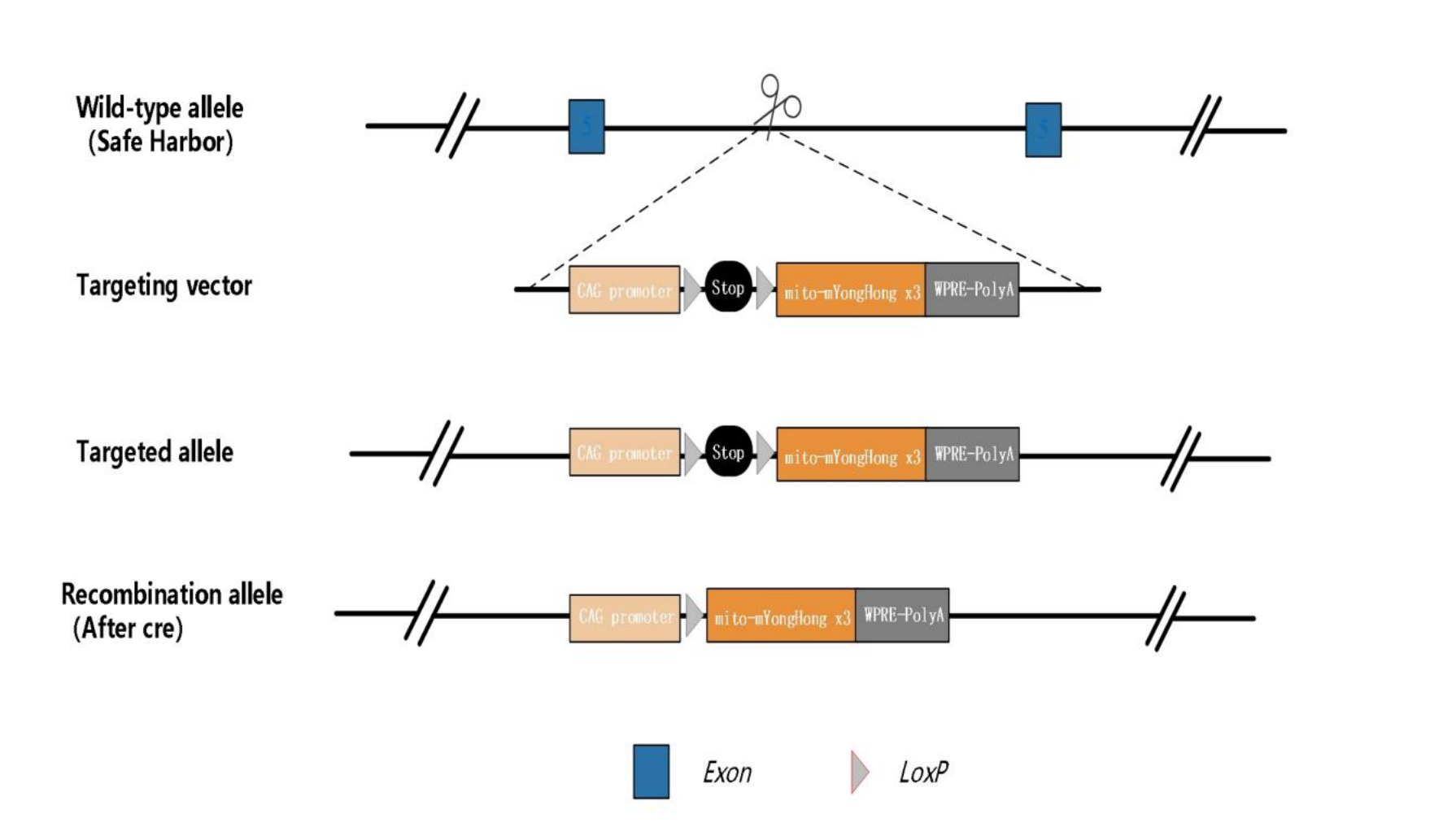 H11-CAG-LSL-mito-mYH.png