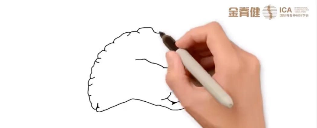 脊医对你的大脑产生影响!