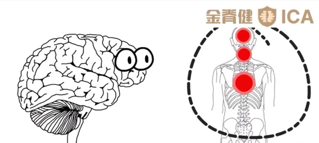 脊椎会直接影响大脑和身体的链接！