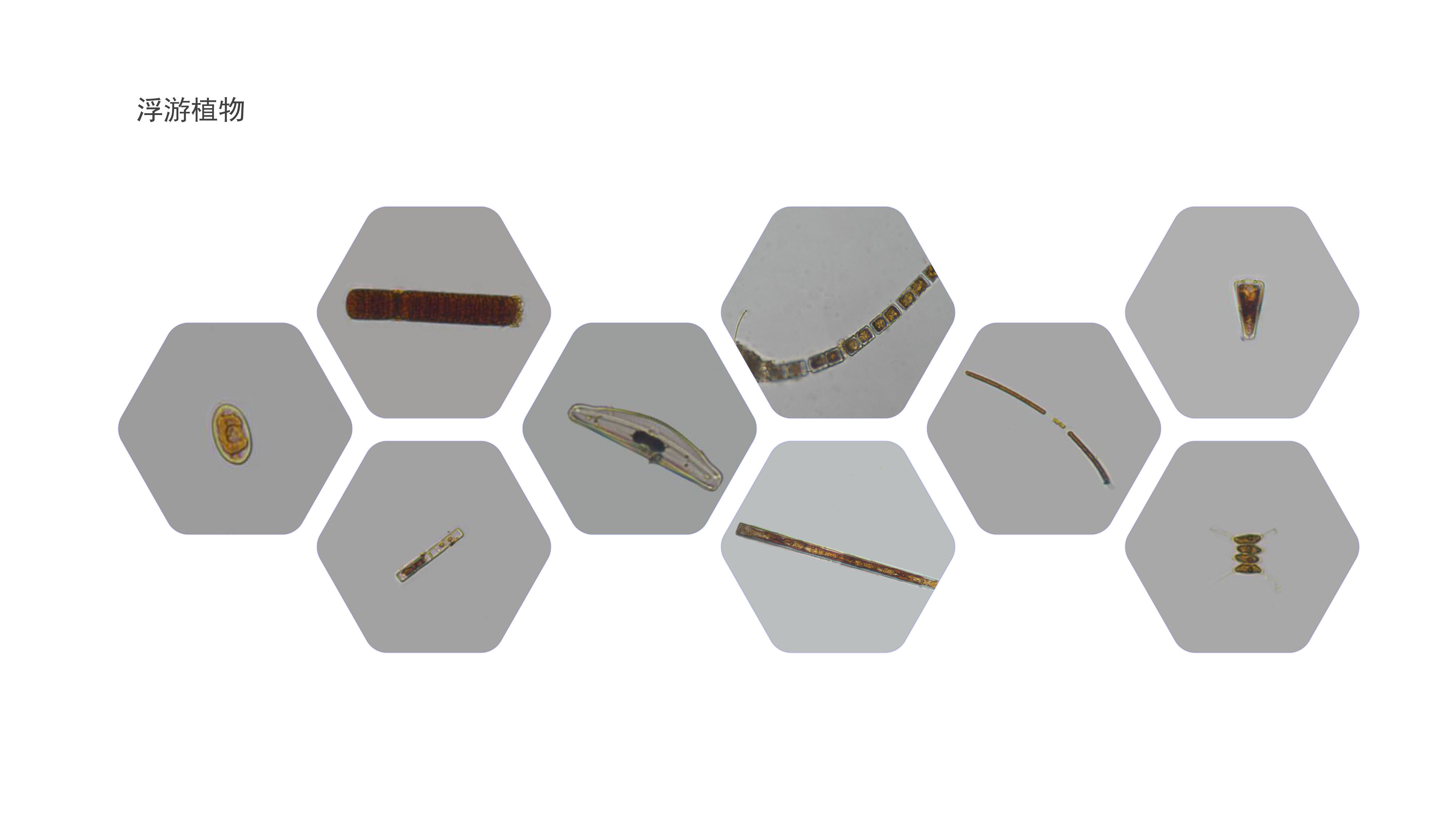 浮游植物.jpg