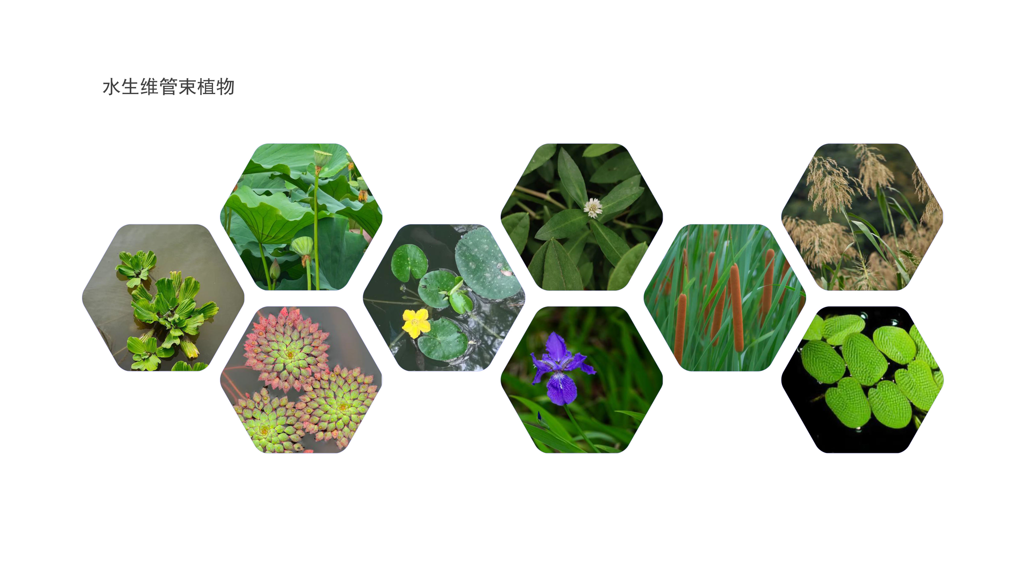 水生维管束植物.jpg