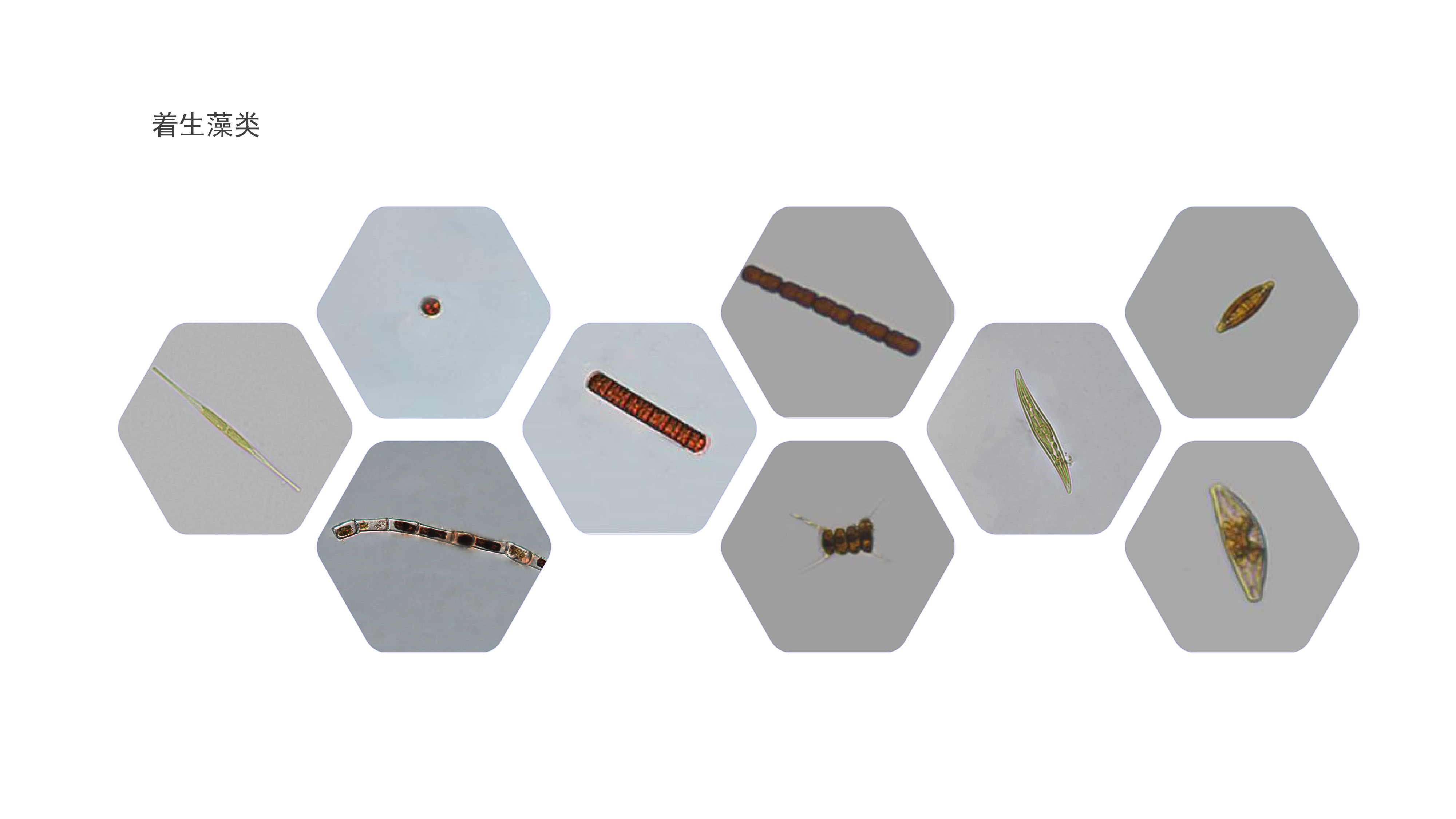 着生藻类.jpg