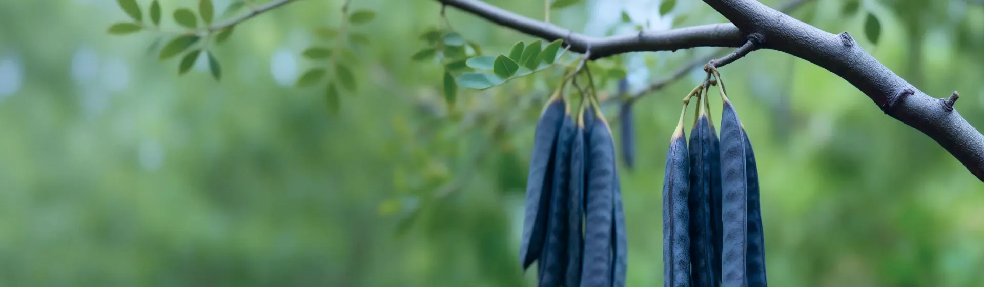 皂角提取液G1