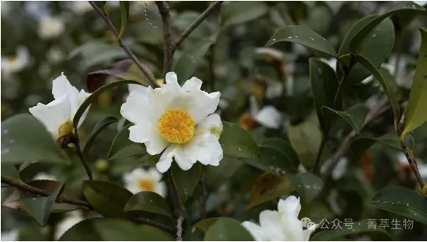 一月的油茶花：寒冬里的生命智慧与产业曙光